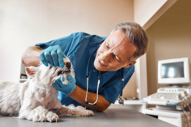 Best Emergency Root Canal Treatment in Newton, MA